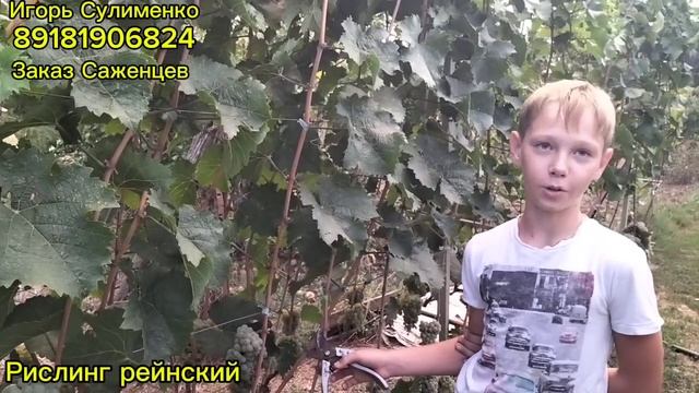 Рислинг рейнский. смотреть онлайн