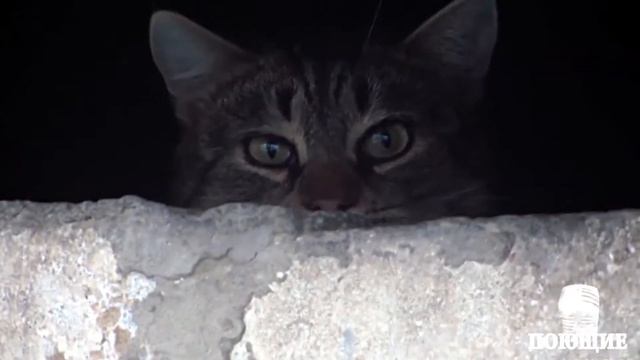 Приколы с котами #1 милые коты, lovely cats смотреть онлайн