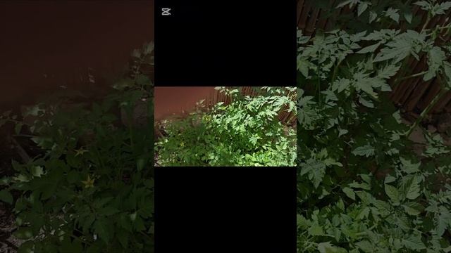 Огурцы радуют нас.Огород в апреле,делимся с вами.Дети ? смотреть онлайн