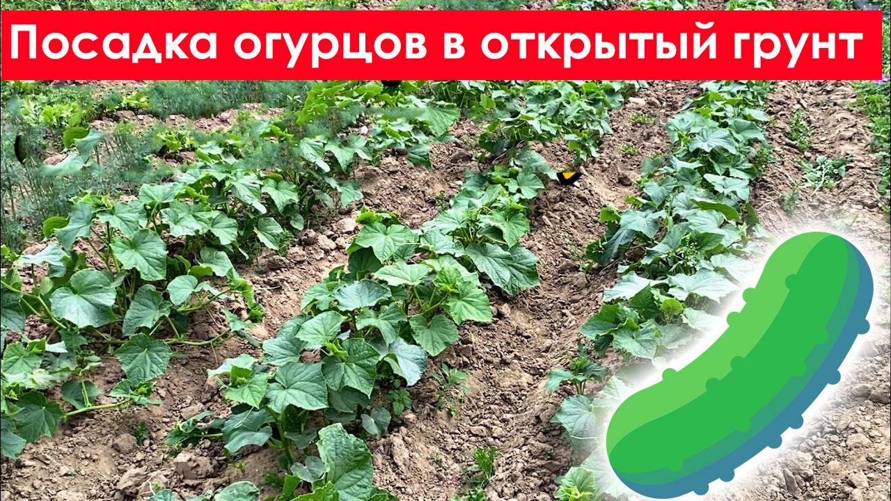 Посадка Огурцов в Открытый Грунт. Когда и как посадить огурцы в открытый грунт весной рассадой смотреть онлайн