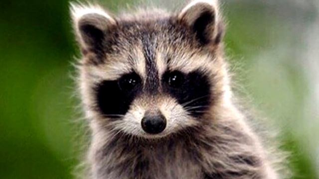 ТЕСТ на УПОРОТОСТЬ - ЛЮТЫЕ ПРИКОЛЫ ИНТЕРНЕТА: КОРОЧЕ ГОВОРЯ, СЪЕХАЛ от РОДИТЕЛЕЙ смотреть онлайн