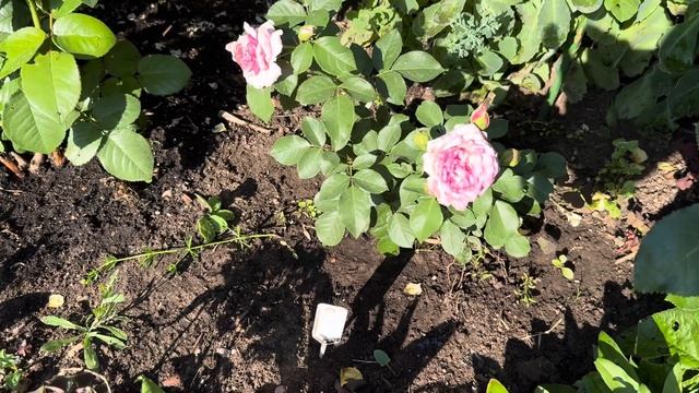 Подарки- не отдарки. Кулинарная Роза Рене Ван Ден Берг смотреть онлайн