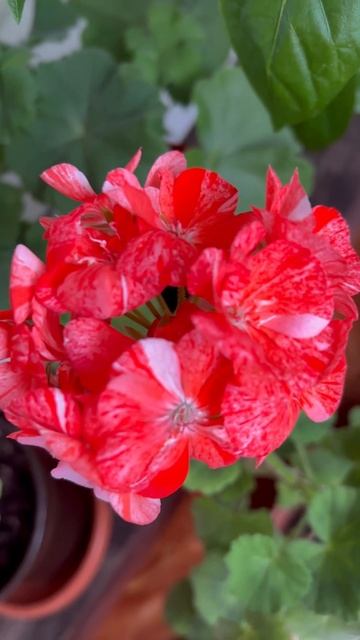 #пеларгония #pelargonium #avenida_mosaic_red #occold_lagoon #уг_айгуль смотреть онлайн