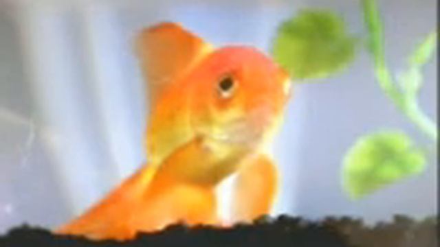 Прикол! Золотая рыбка.mpg смотреть онлайн