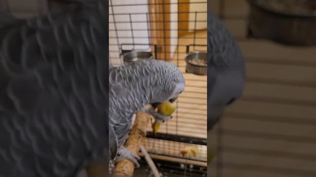 ПРИКОЛ! Как ДЖОКЕР ПОБОРОЛ БАНАН - ПУК ПУК! 😅 смотреть онлайн