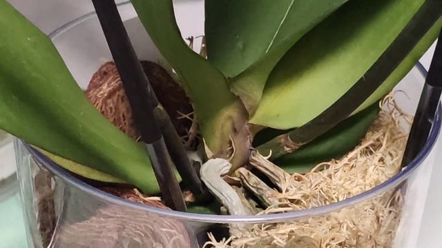 Орхидеи реанимашки старые и новые🌸🌸🌸 смотреть онлайн