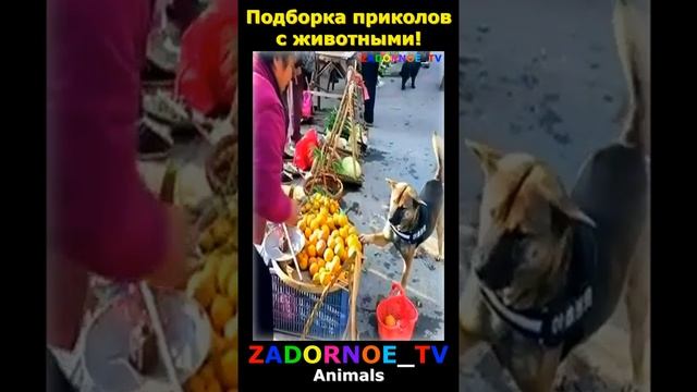 Подборка приколов про животных №76 смотреть онлайн