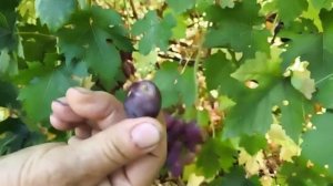 ТЕХНОЛОГИЧНЫЙ и МЕДЕЯ виноград на участке КАЛУГИНА ВИ