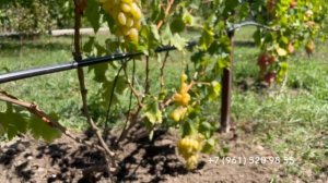 Виноград Подарок Белоруссии белый. 14 августа 3024 год, г.