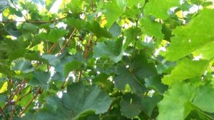 Виноград ЦИТРОННЫЙ МАГАРАЧА: номер один среди белых в?