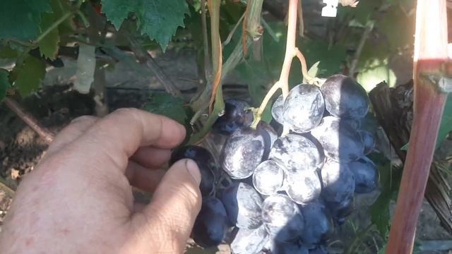 Тайсон - новая форма Калугина В.М. Впечатляет смотреть онлайн