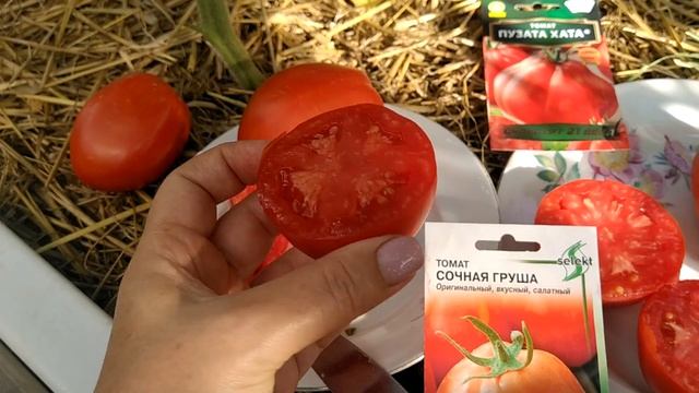 обзор 🍅 томатов ,, пузата хата,, и ,, сочная груша,, очен смотреть онлайн