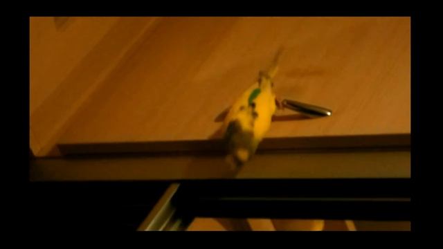Прикол,танцующий попугай смотреть онлайн
