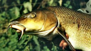 ДЕДОВСКИЕ ЗАКИДУШКИ С ВЫПОЛЗКАМИ. ЖАРЕНОЕ САЛО, ПИРОГИ