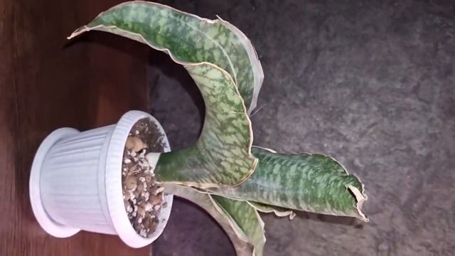 Sansevieria Mafinga Dragon Wings White Var., Es849 #sanseveria #plants #garden #сансевиер?
