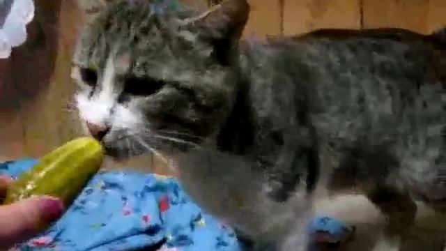 кот который ест капусту и солёные огурцы смотреть онлайн