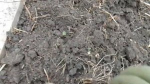 Сажаю лук Джусай