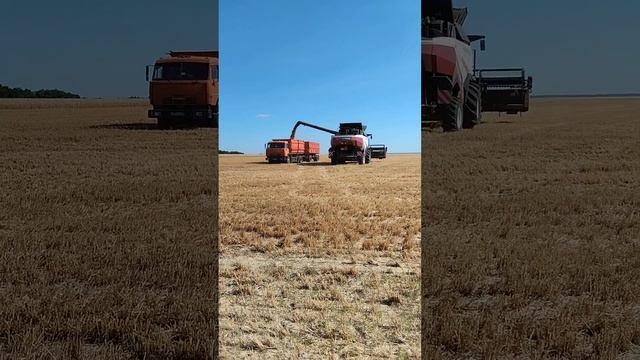 Выгрузка комбайна торум 785.