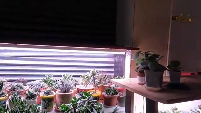 Коллекция редких суккулентов и её автор