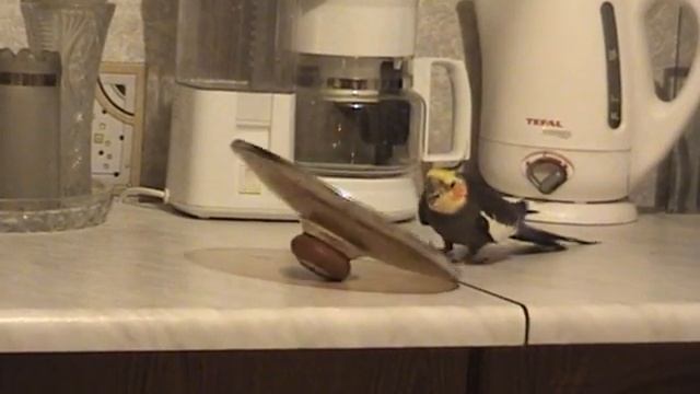 Попугай Кеша. смотреть онлайн