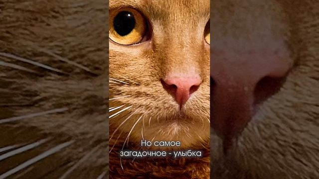 Котокартинная галерея. Мона Вылиза смотреть онлайн