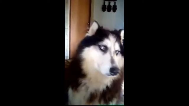 Собака разговаривает Вот это прикол смотреть онлайн