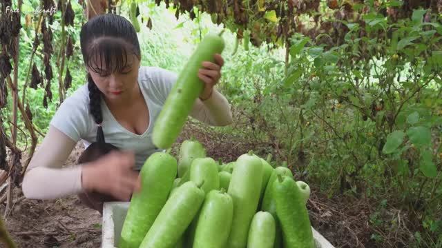 Красивая девушка из Вьетнама собирает урожай тыкв. Жизнь во Вьетнаме