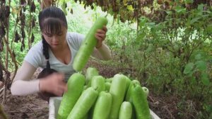 Красивая девушка из Вьетнама собирает урожай тыкв. Жизнь во Вьетнаме