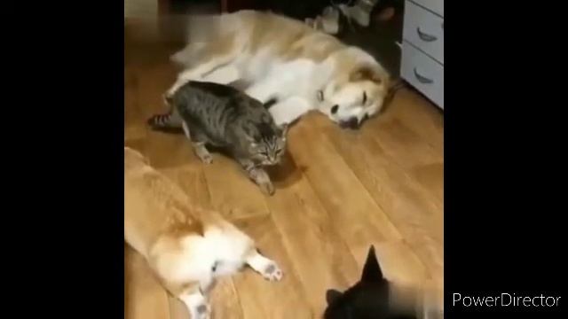 Приколы из ВКонтакте часть 6 смотреть онлайн