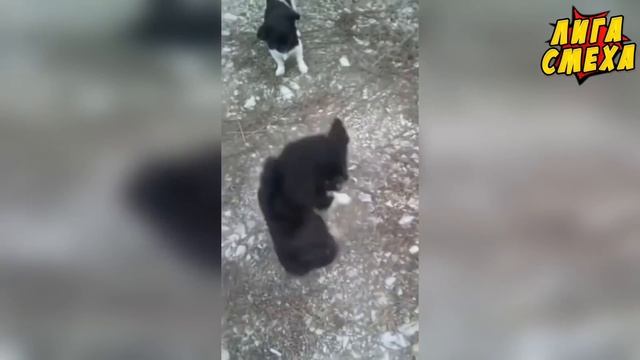 [Лига Смеха] Что Мне Делать | Лучшие Приколы Июнь # 7