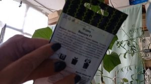 Подарок F1 пора собирать урожай. балконные огурца