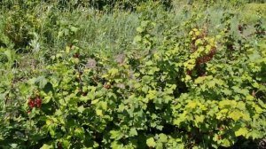 Смородина красная сорт Виксне