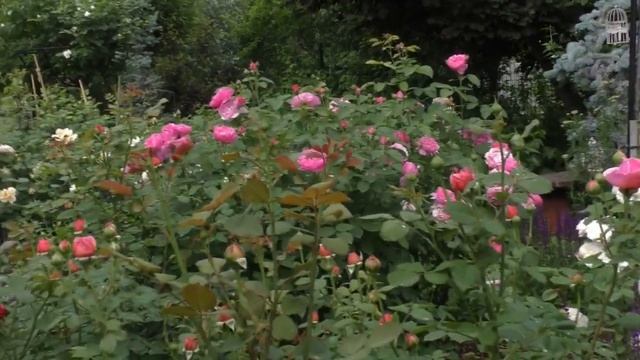 Английские розы Сибирского сада в конце июня