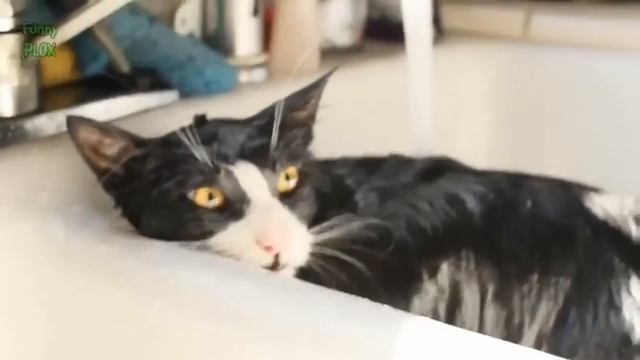 Вода и кошки! - смотреть всем! смотреть онлайн