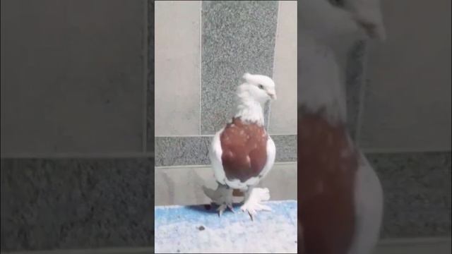 кизил тош жуп  сотилади  +998911711703