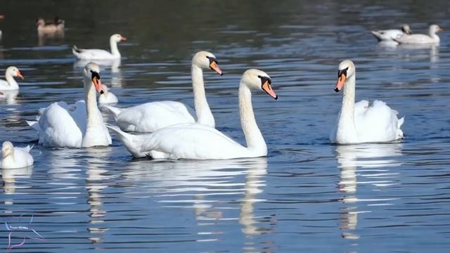 Три месяца я слушала только эту музыку! Музыка Для Душ? смотреть онлайн