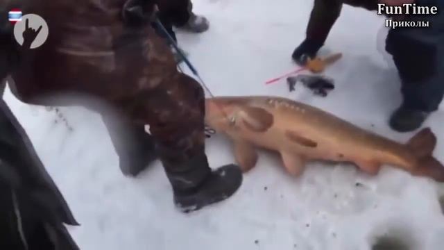 Подборка лучших июньских приколов 2016 №8. Смешное видео, приколы, угары каждый день! смотреть онлайн