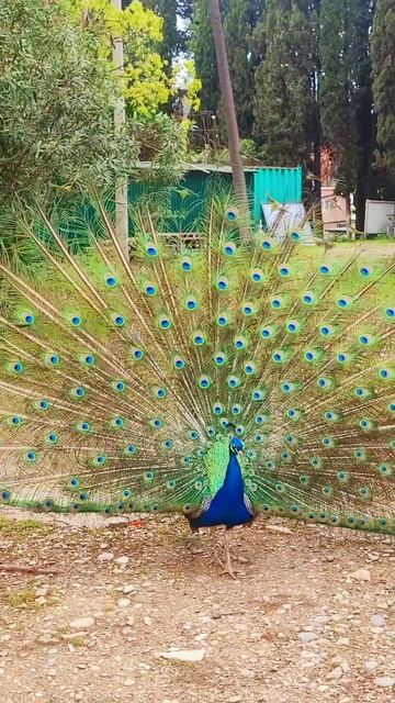 Загадай желание 👌 смотреть онлайн