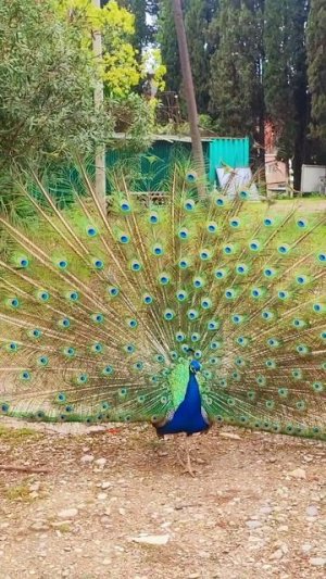 Загадай желание 👌