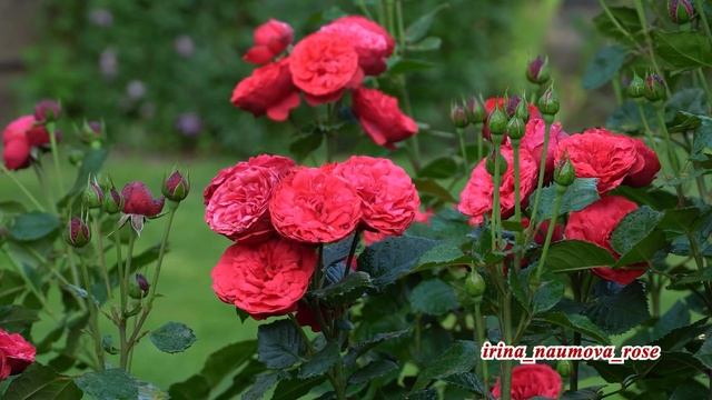 САД РОЗ ИРИНЫ  НАУМОВОЙ.