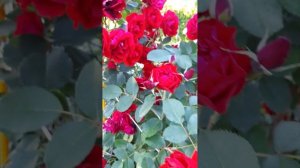 #розы Хоуп фо Хьюманити( Hope for Humanity). Канадская роза цве?