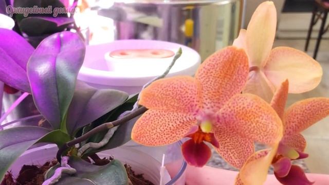 Семенная коробочка • КАК ОПЫЛИТЬ ОРХИДЕЮ?