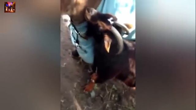 ПРИКОЛЫ ДЛЯ ВЗРОСЛЫХ (18+) ЛУЧШИЕ ПРИКОЛЫ Подборка самые смешные приколы 2016 смотреть онлайн