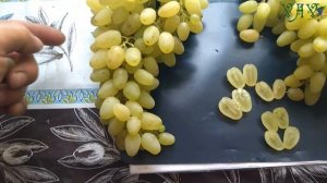 Кишмиш Ириска и кишмиш Алекс. Сравним.