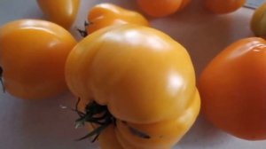 Томат ЛИСКИН НОС.