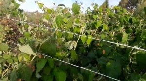 Обзор сортов малины Красная гвардия, Оранжевое чудо, Б