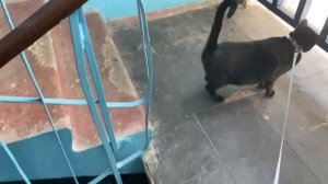 ВЛОГ. Странности нашей семьи.