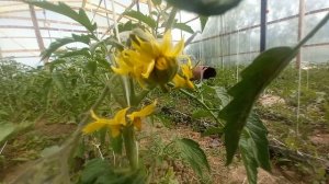 Томат Мадрид F 1