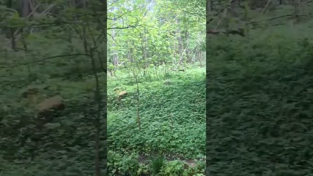 Скотч терьеры на водопое/Весна 2018/Русские в Германии смотреть онлайн