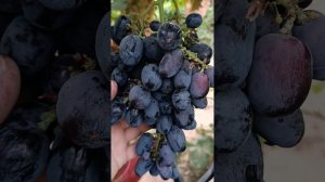 Виноград Центурион тел 8771-614-62-73 ватцап